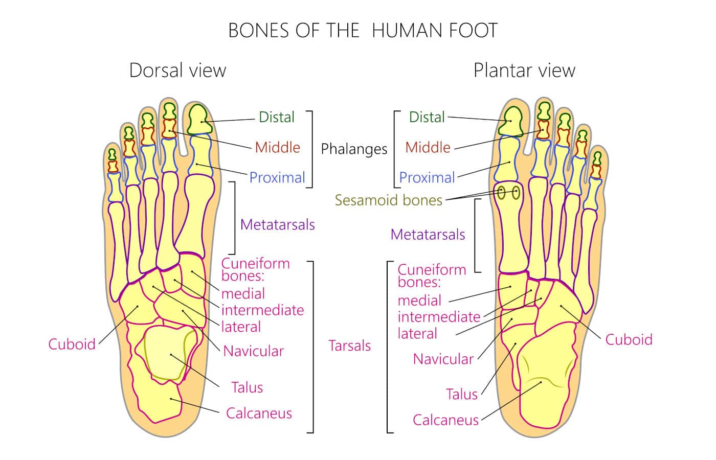 phalanges in the foot bones anderson podiatry center